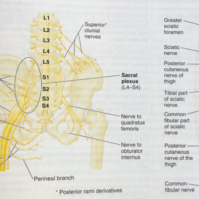 Sciatic Pain + How to Relieve it